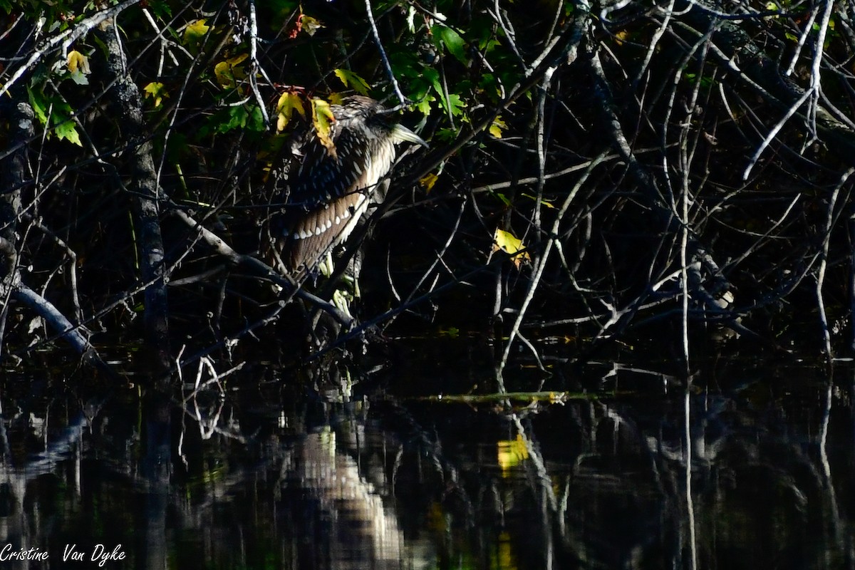 Black-crowned Night Heron - ML495720901