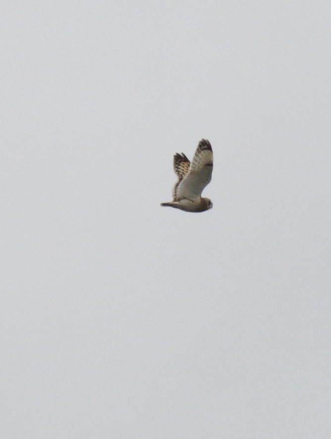 Short-eared Owl - ML495721191