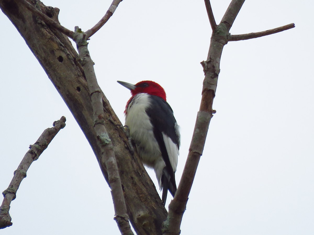 Red-headed Woodpecker - ML495721481
