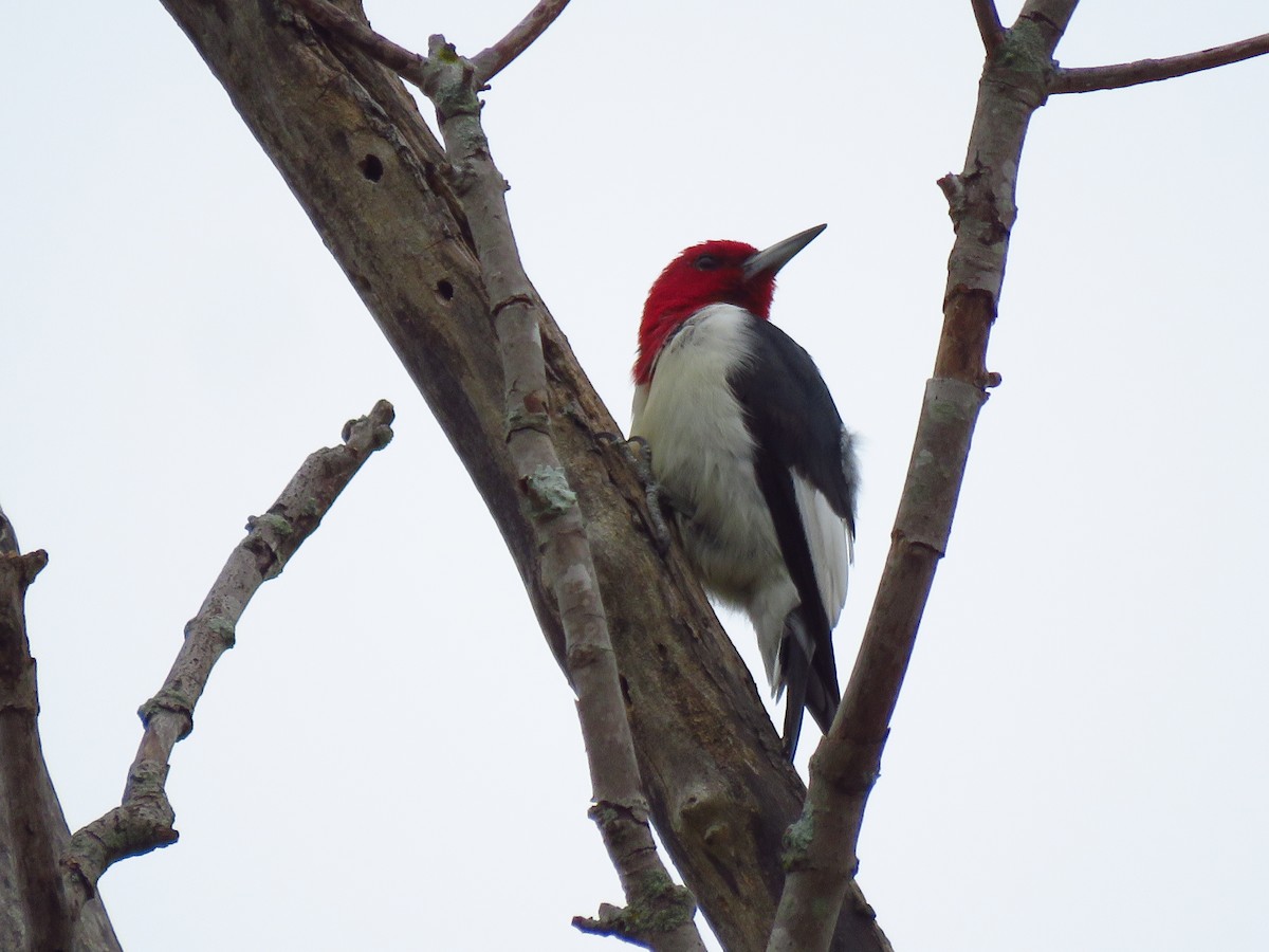 Red-headed Woodpecker - Ken Orich