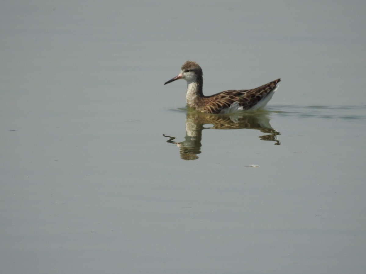 Kampfläufer - ML49572181