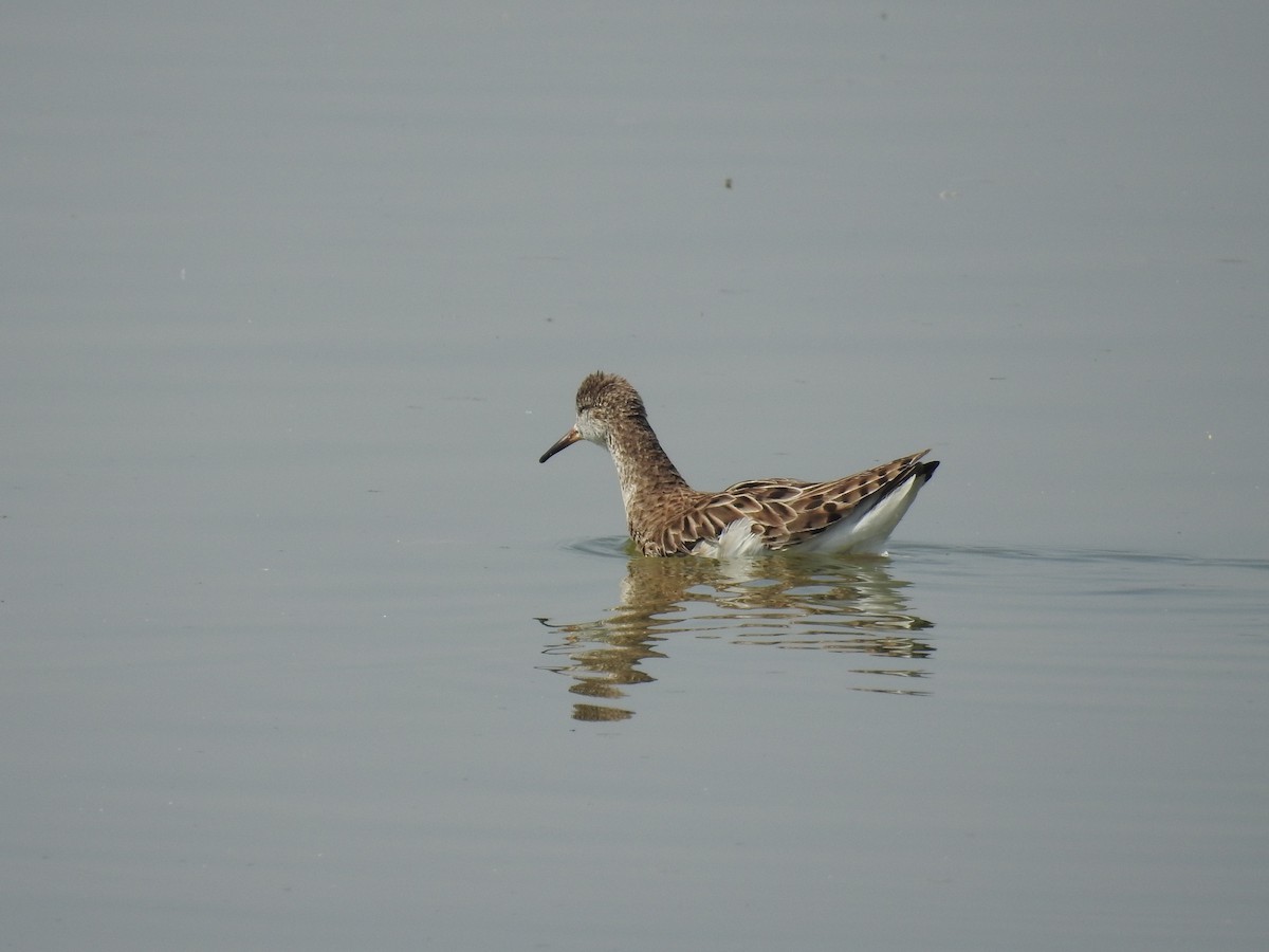 Kampfläufer - ML49572191