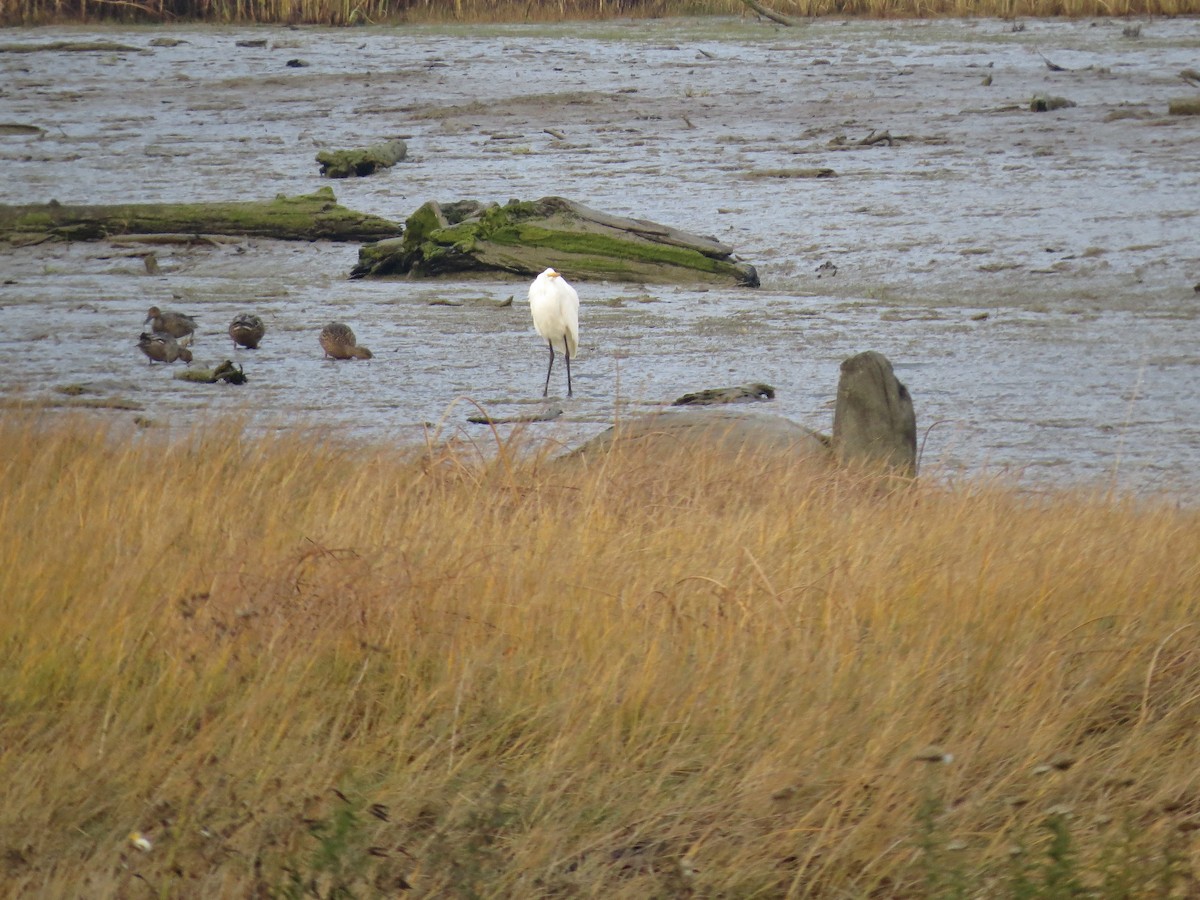 Great Egret - Chris Dale