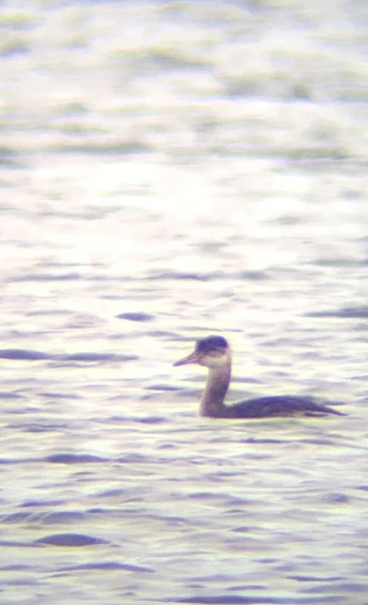 Red-necked Grebe - ML495725801