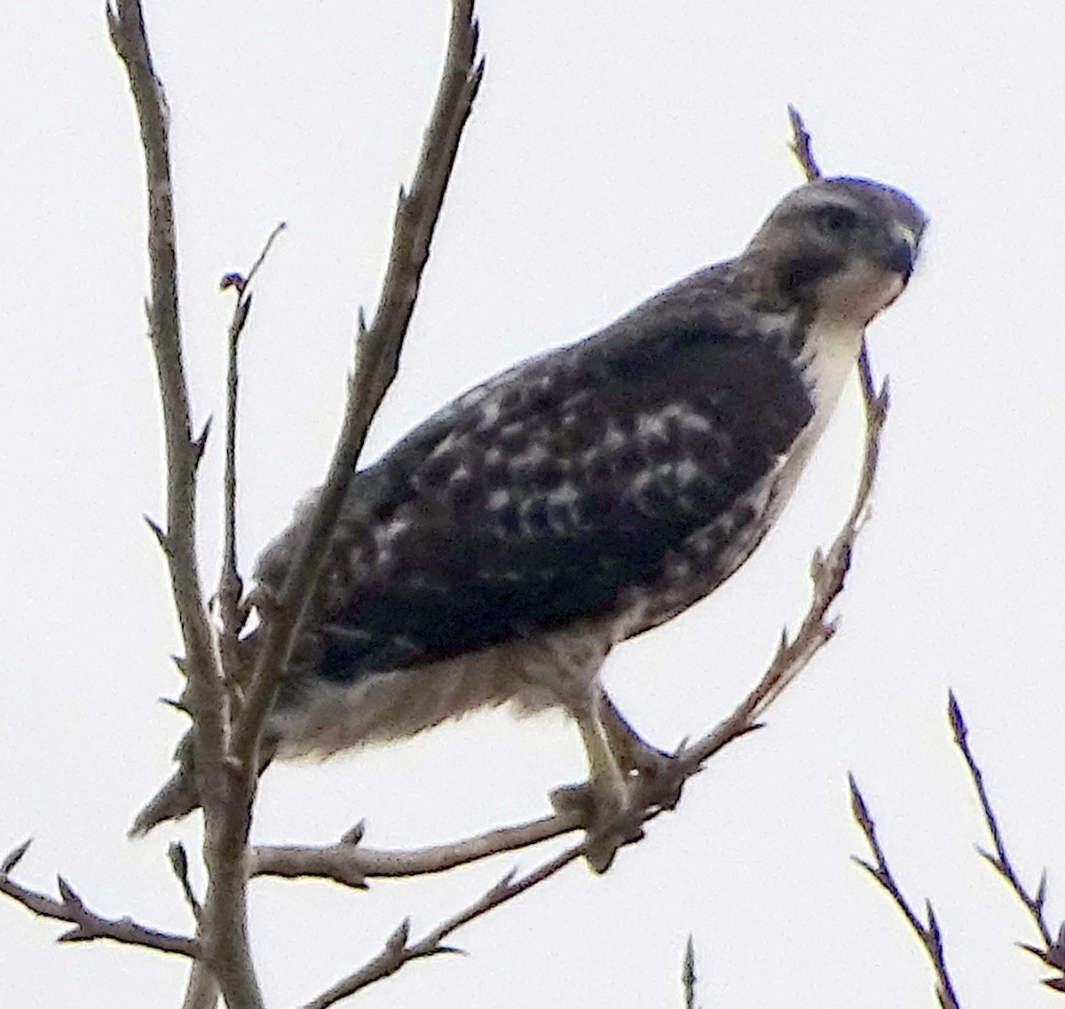Red-tailed Hawk - ML495727011