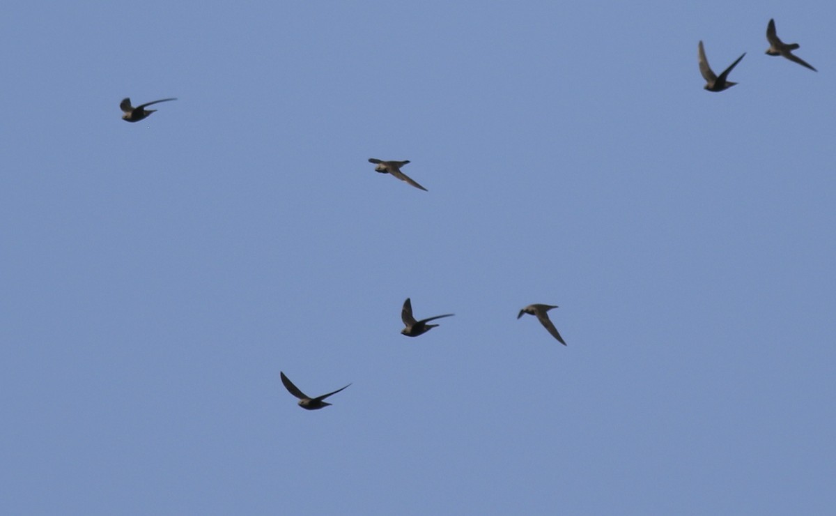 Great Dusky Swift - ML495727381