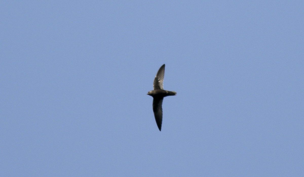 Great Dusky Swift - ML495727391