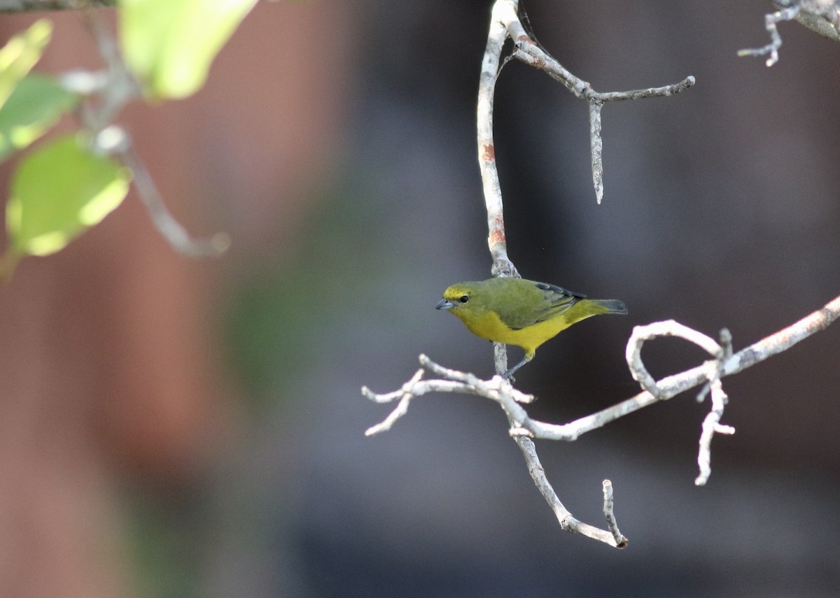 Purple-throated Euphonia - ML495727571