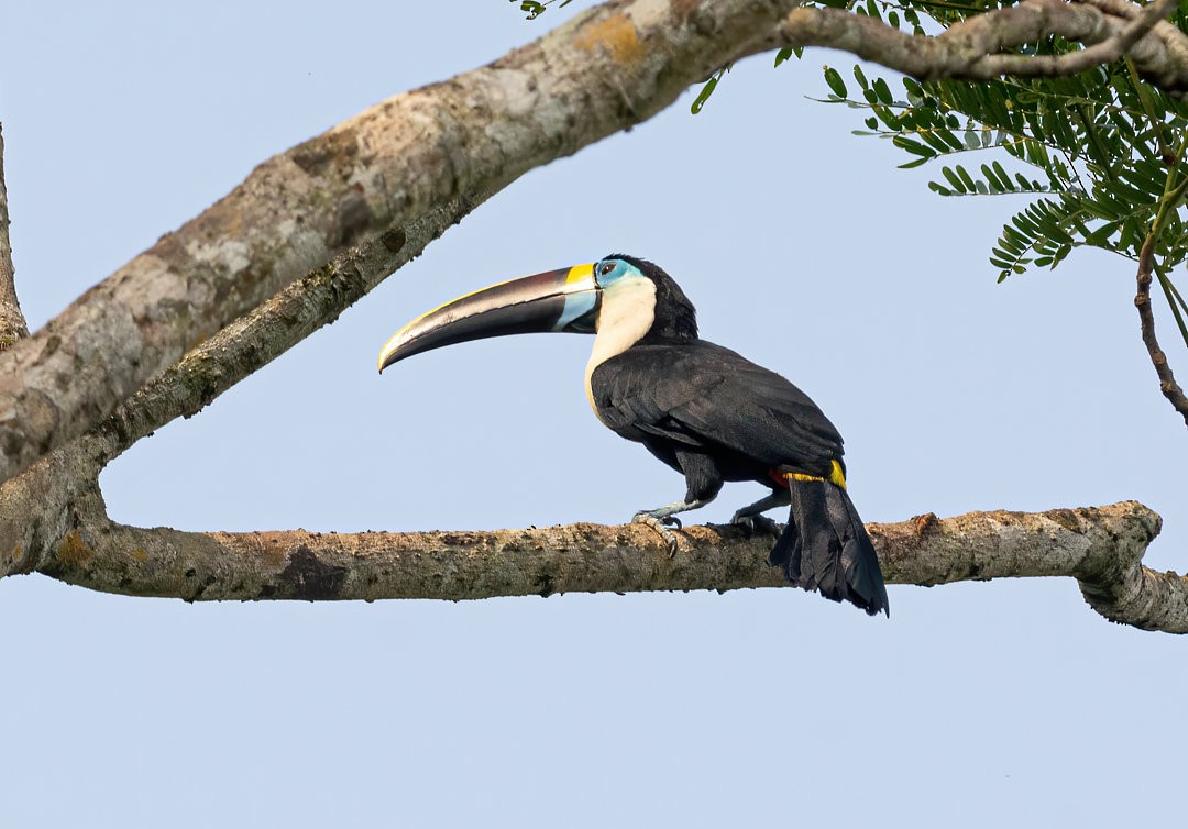 White-throated Toucan - Anderson  Sandro