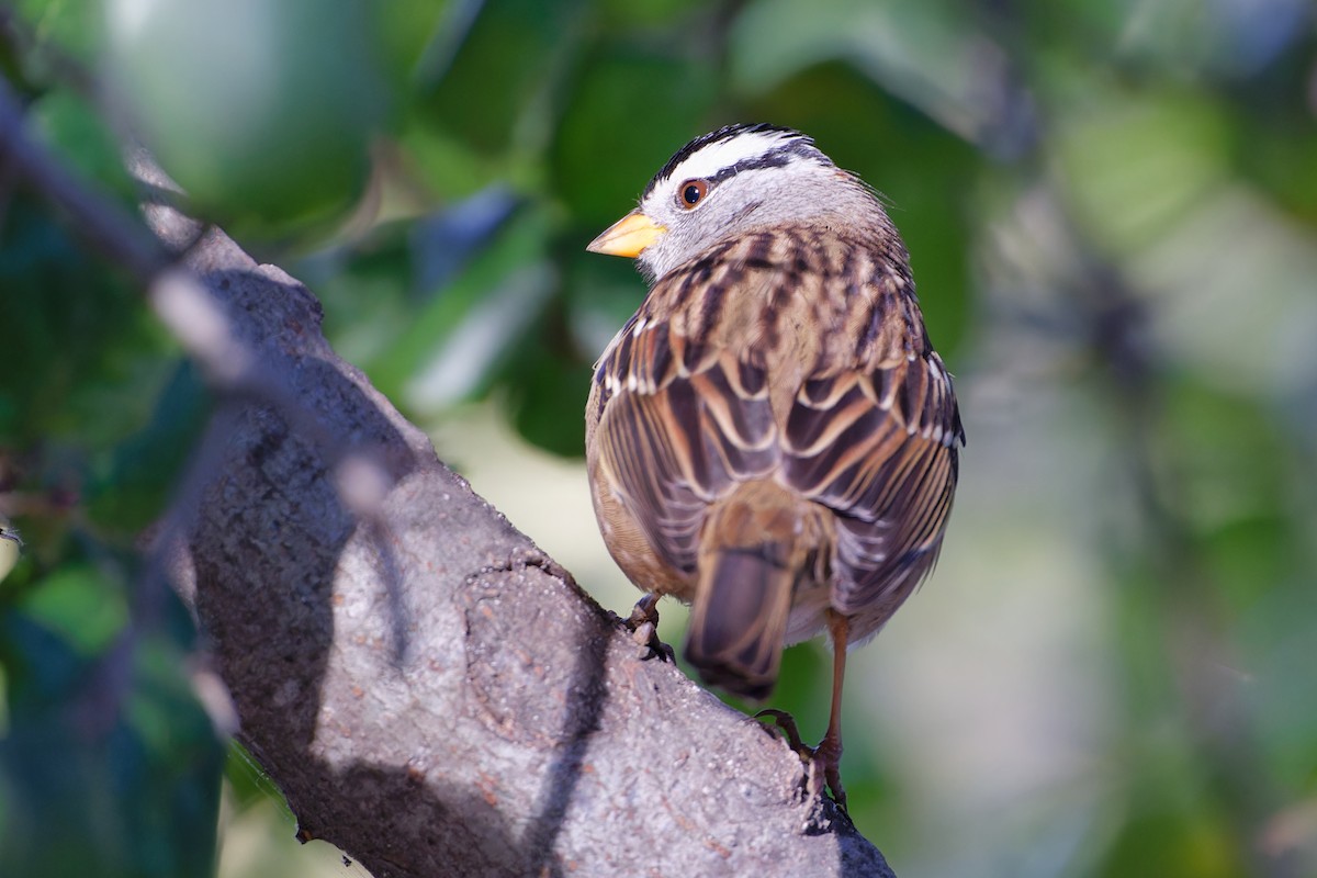 White-crowned Sparrow - ML495729721
