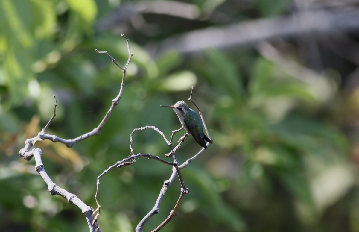 kolibřík lesklobřichý - ML495730191