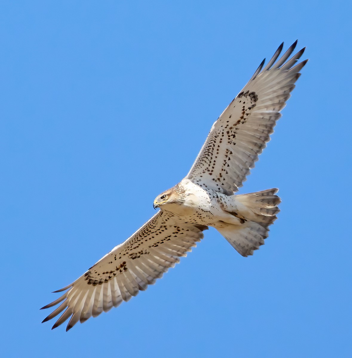 ML495731481 - Ferruginous Hawk - Macaulay Library