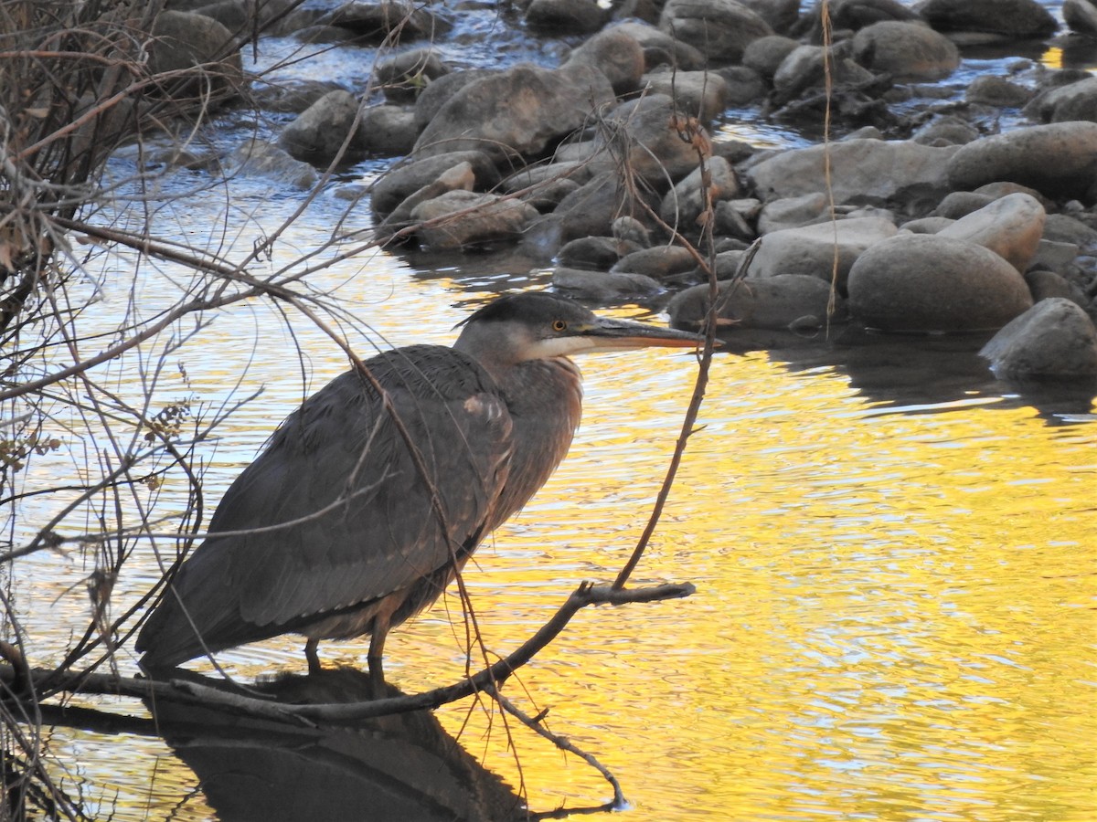 Great Blue Heron - T B