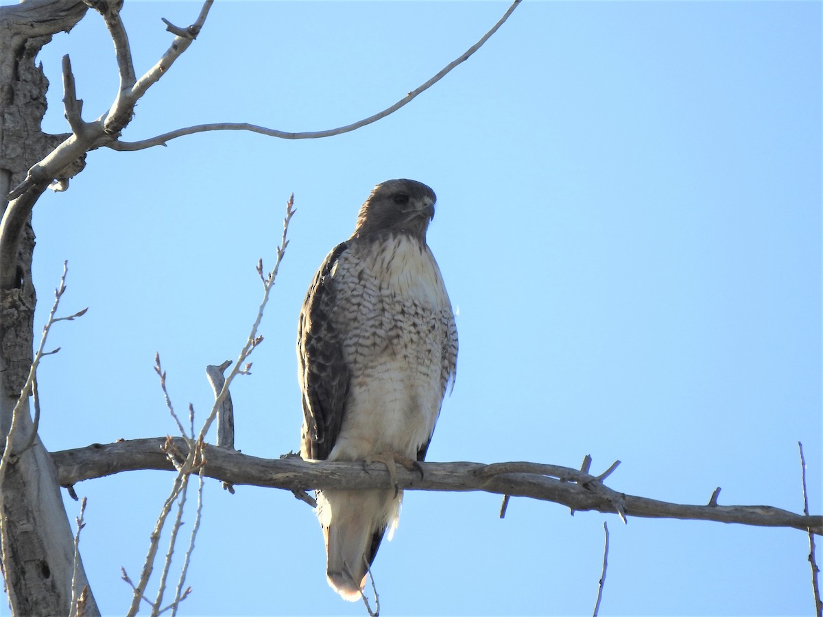 Red-tailed Hawk - T B