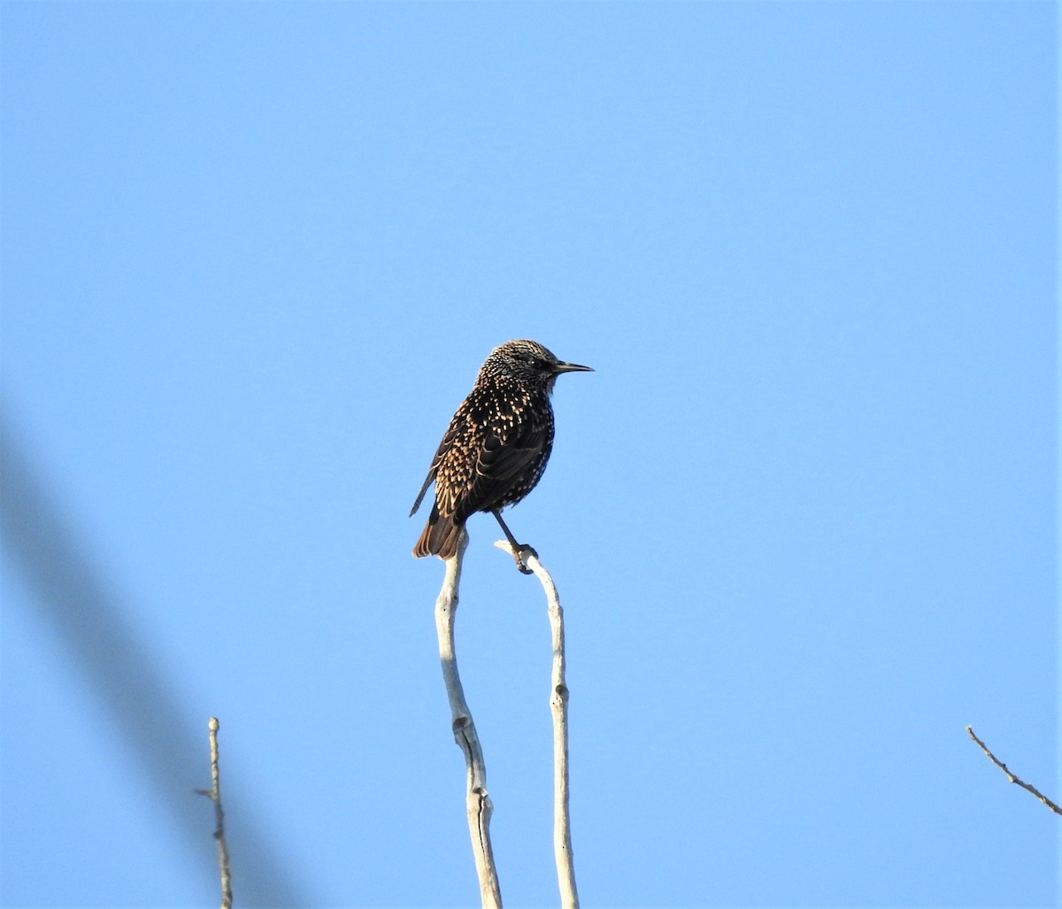 European Starling - T B