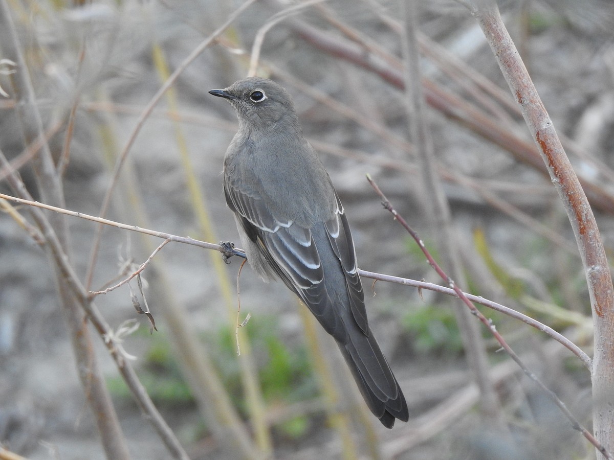 Townsend's Solitaire - T B