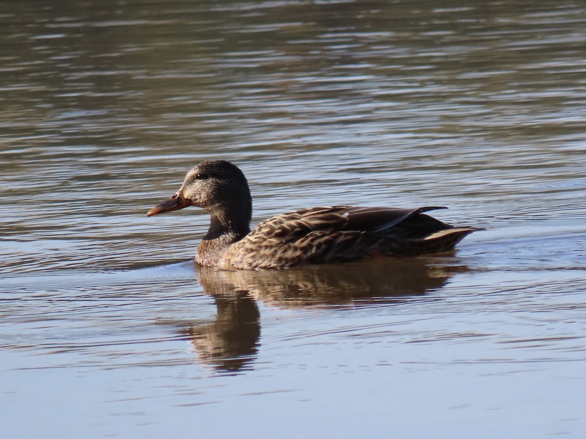 Mallard - ML495732031