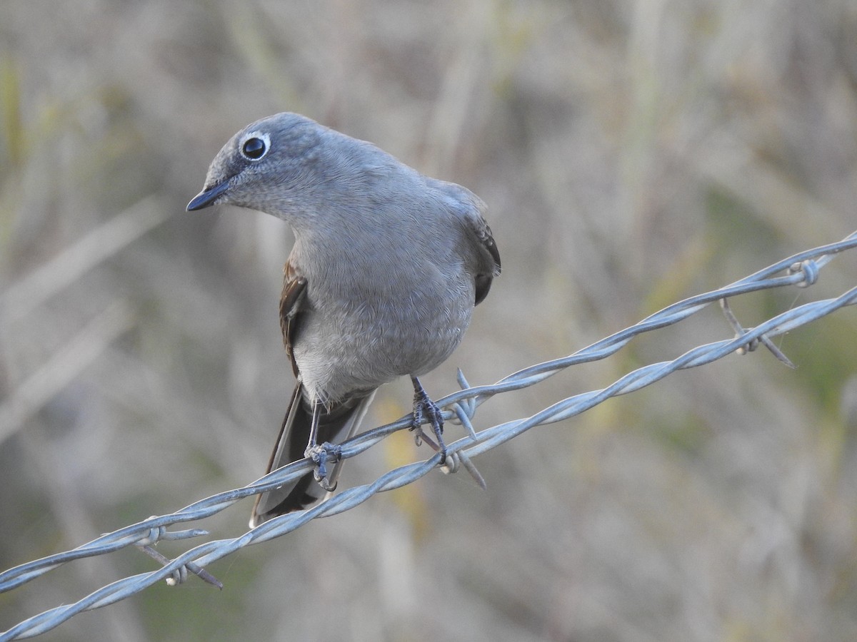 Townsend's Solitaire - T B