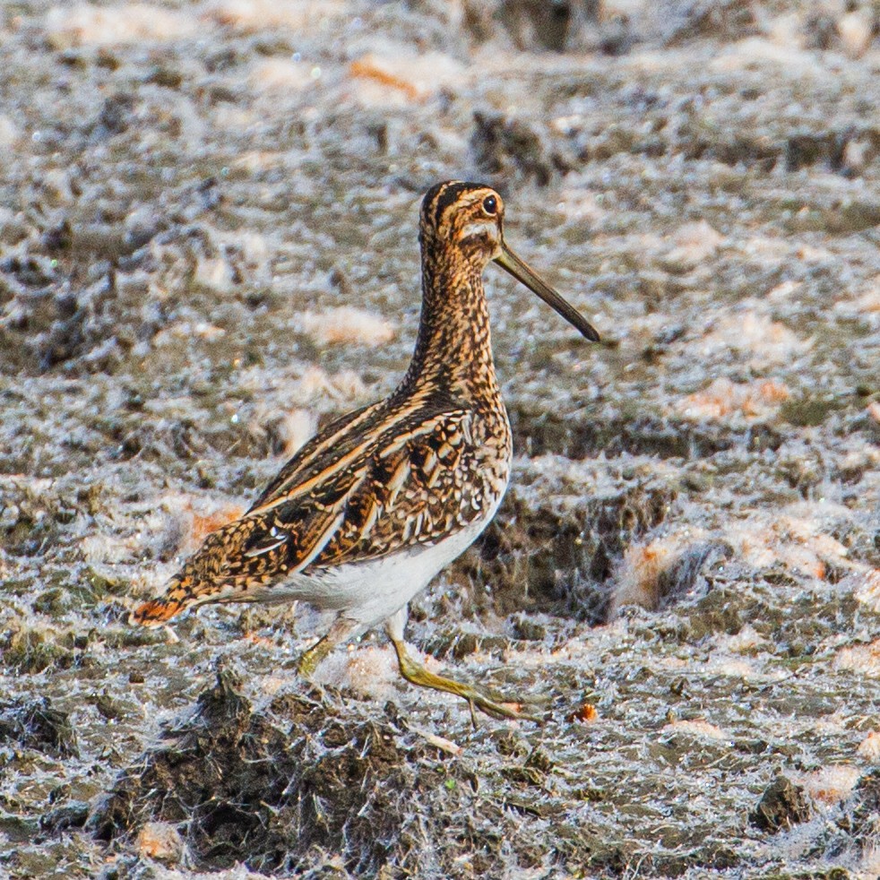 Wilson's Snipe - Ken Tweedt