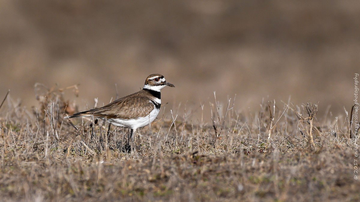 Killdeer - Charlie Shields
