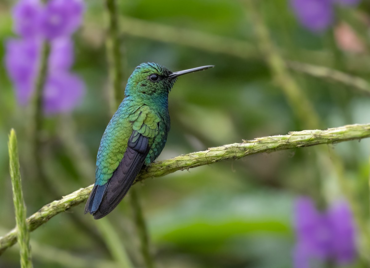 Blue-tailed Emerald - ML495737161
