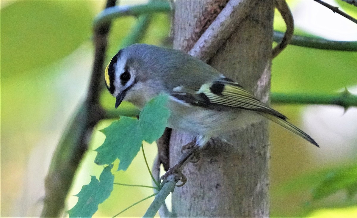 Roitelet à couronne dorée - ML495738511