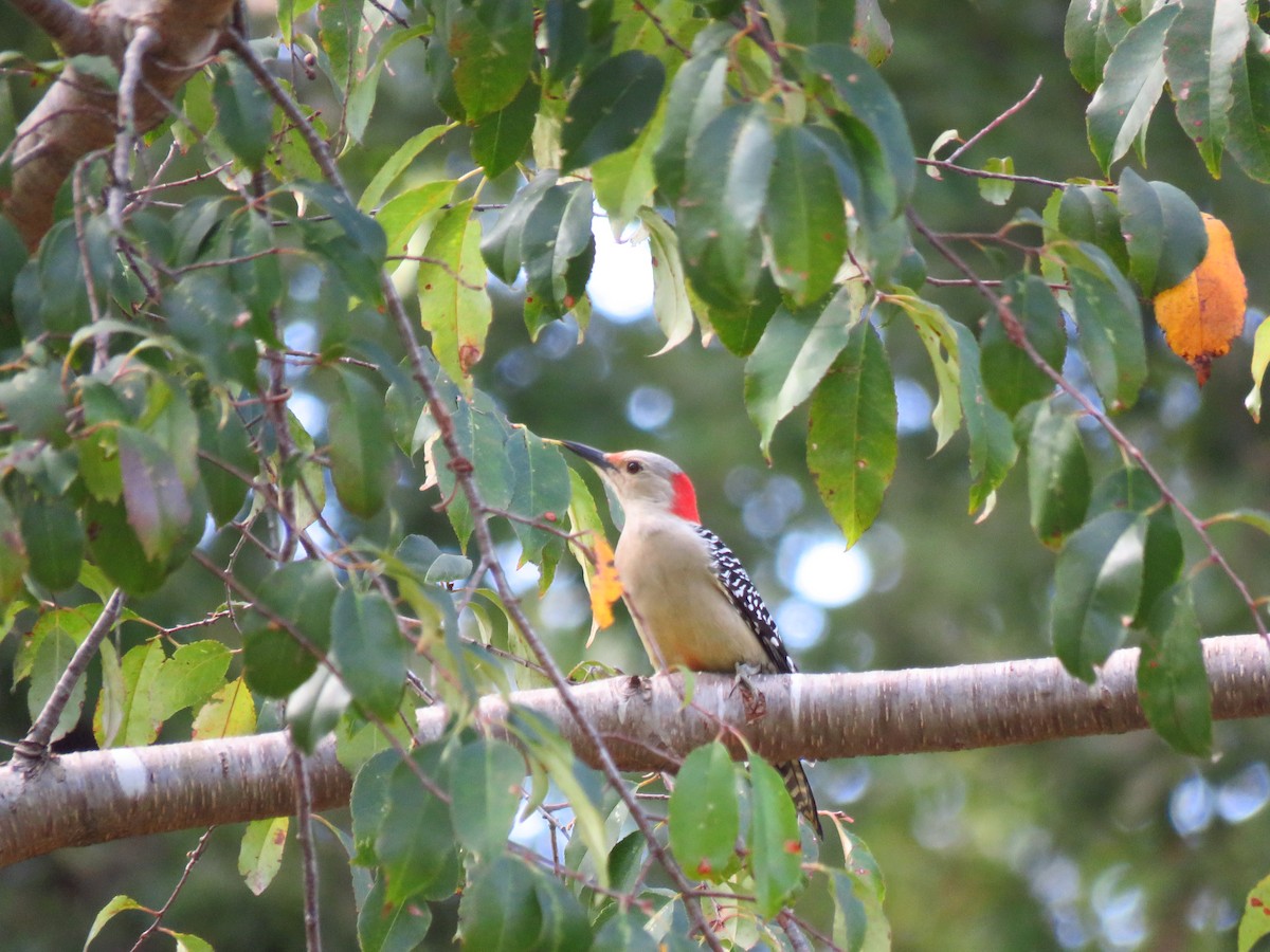 Red-bellied Woodpecker - Ken Orich