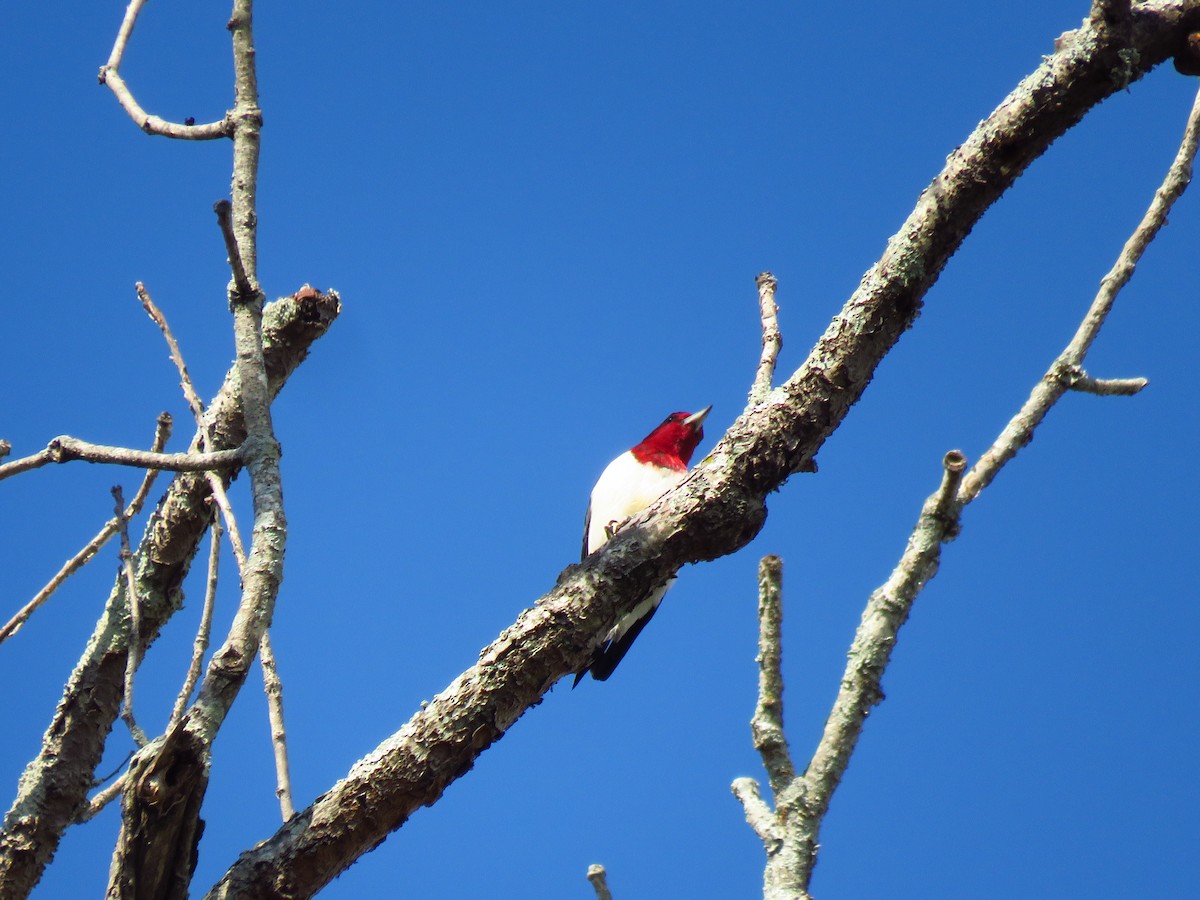 Red-headed Woodpecker - Ken Orich