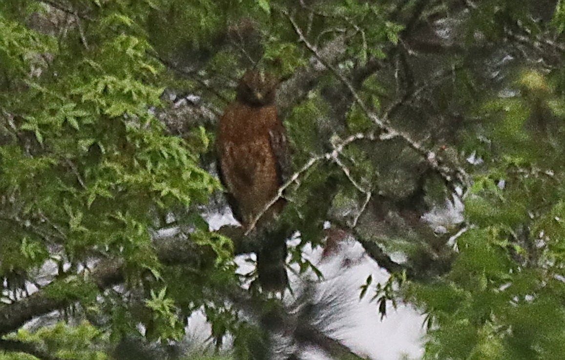 Red-shouldered Hawk - ML495740061