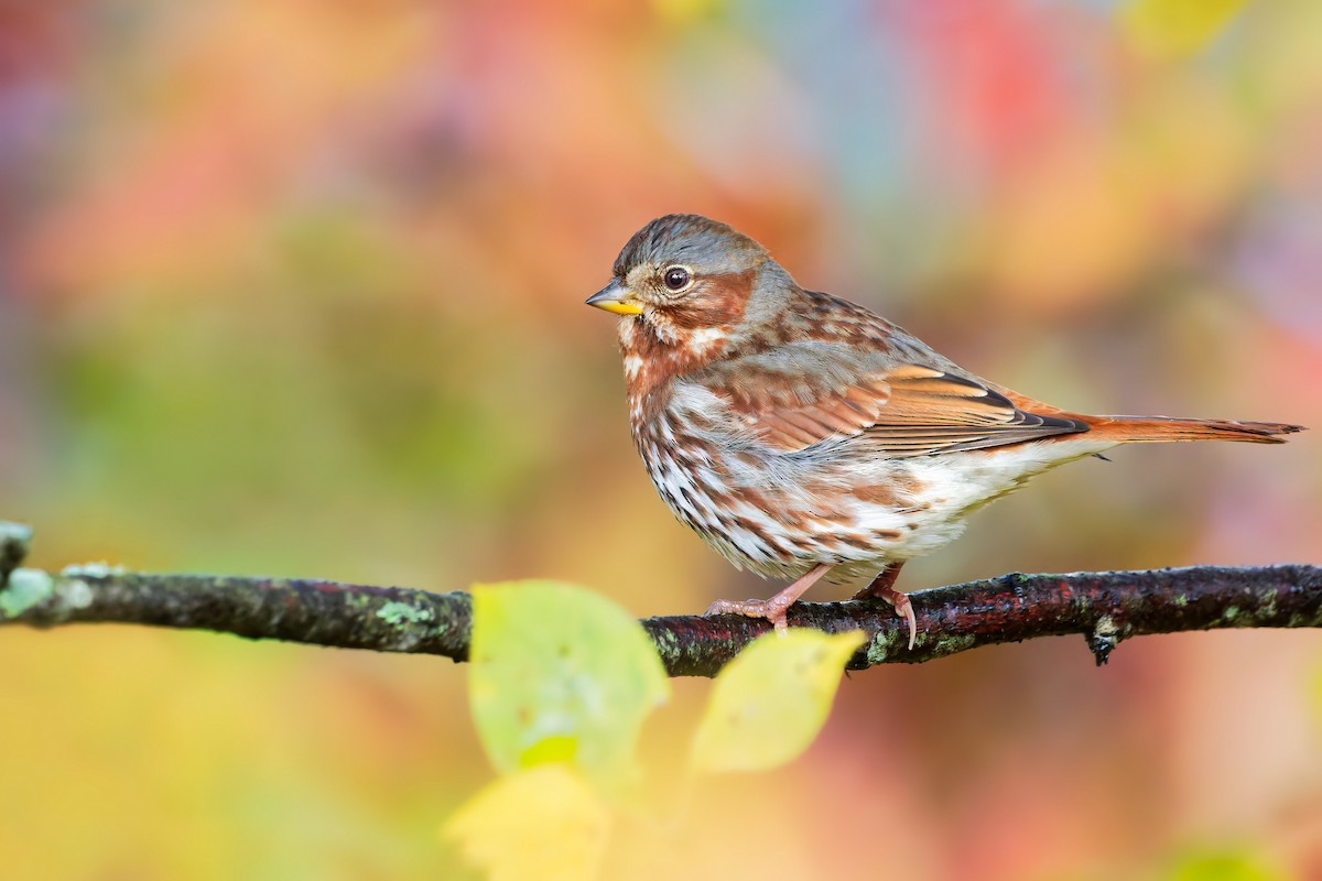 Fox Sparrow - ML495740371