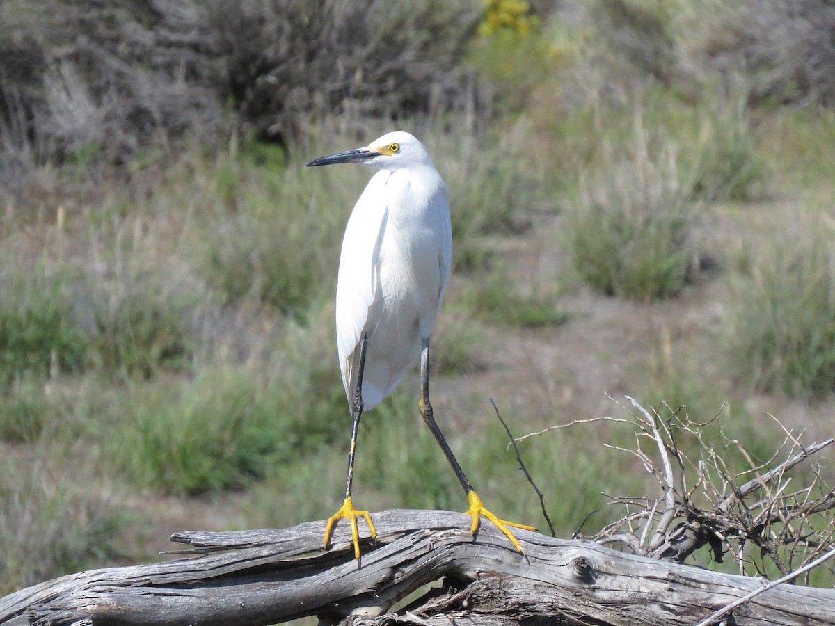 Snowy Egret - ML49574491