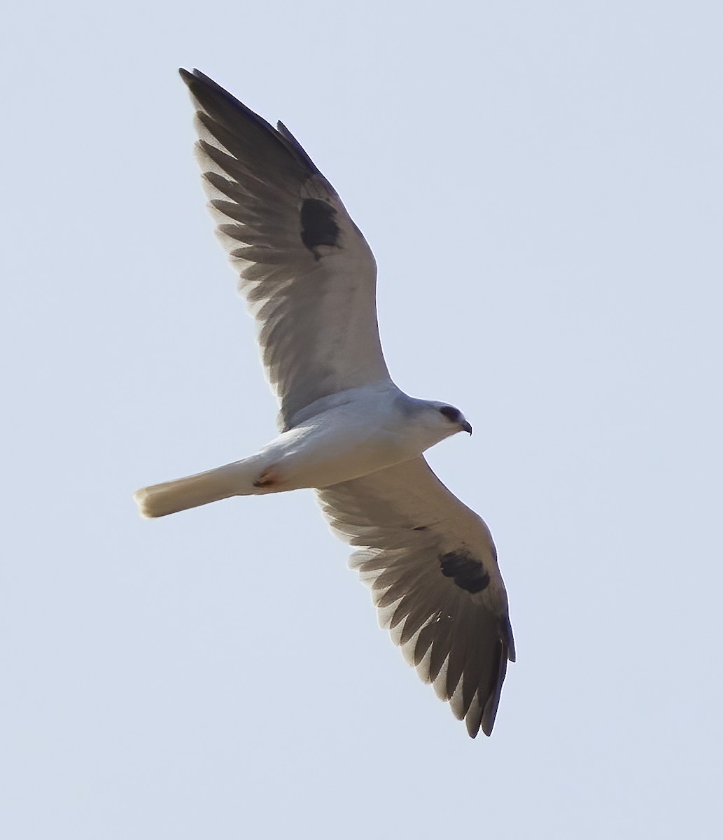 White-tailed Kite - ML495745811