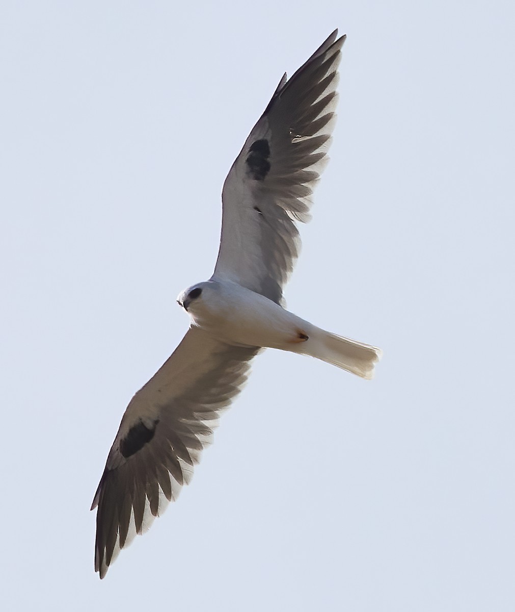White-tailed Kite - ML495745821