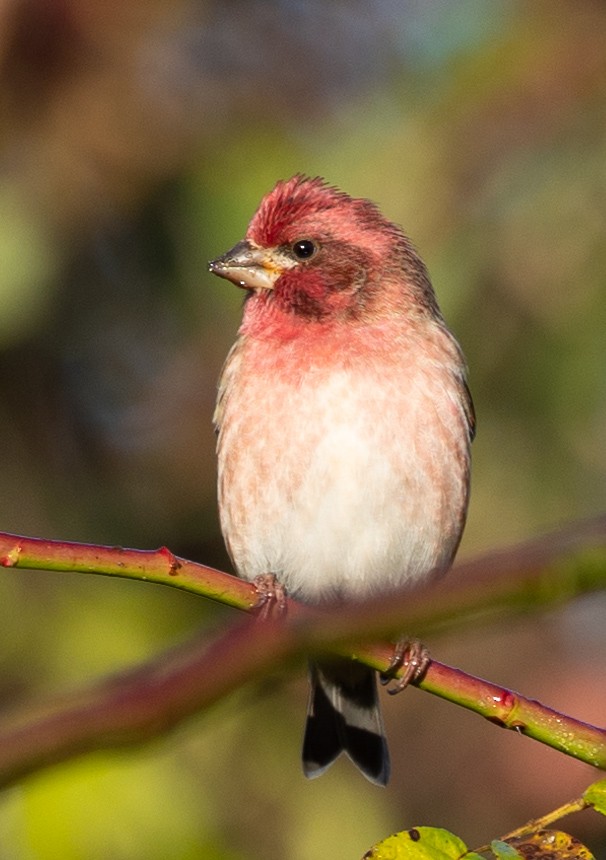 Purple Finch (Eastern) - ML495745841