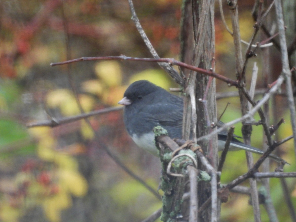 Dark-eyed Junco - ML495745871