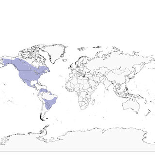 Distribution of the Great Horned Owl - Range Map