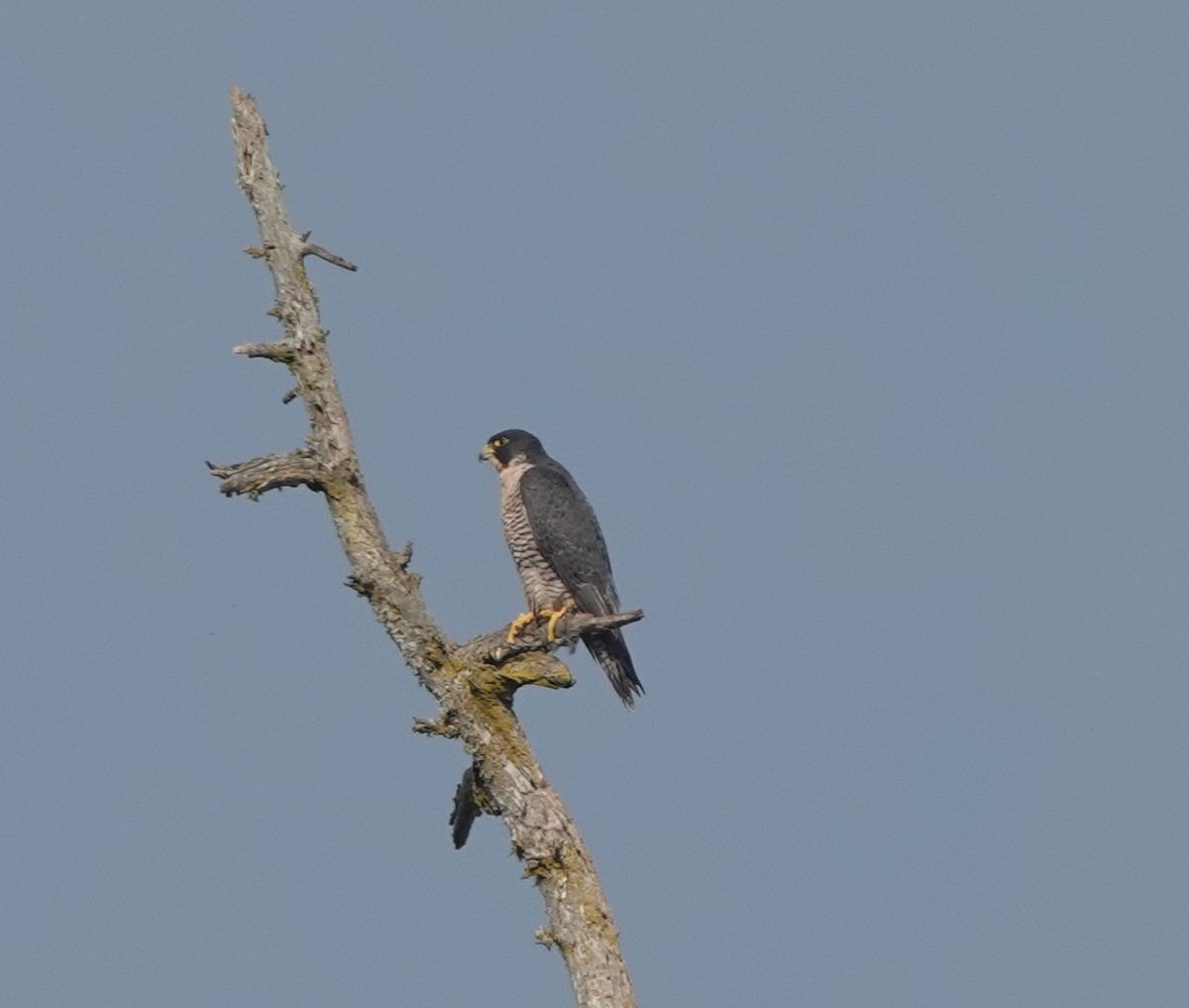 Peregrine Falcon - ML495748381