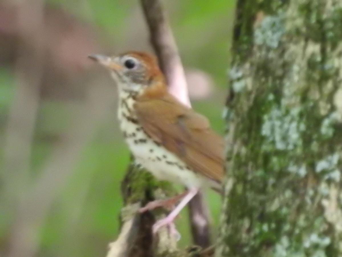 Wood Thrush - ML495750331