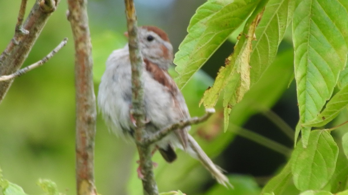 Field Sparrow - ML495750401