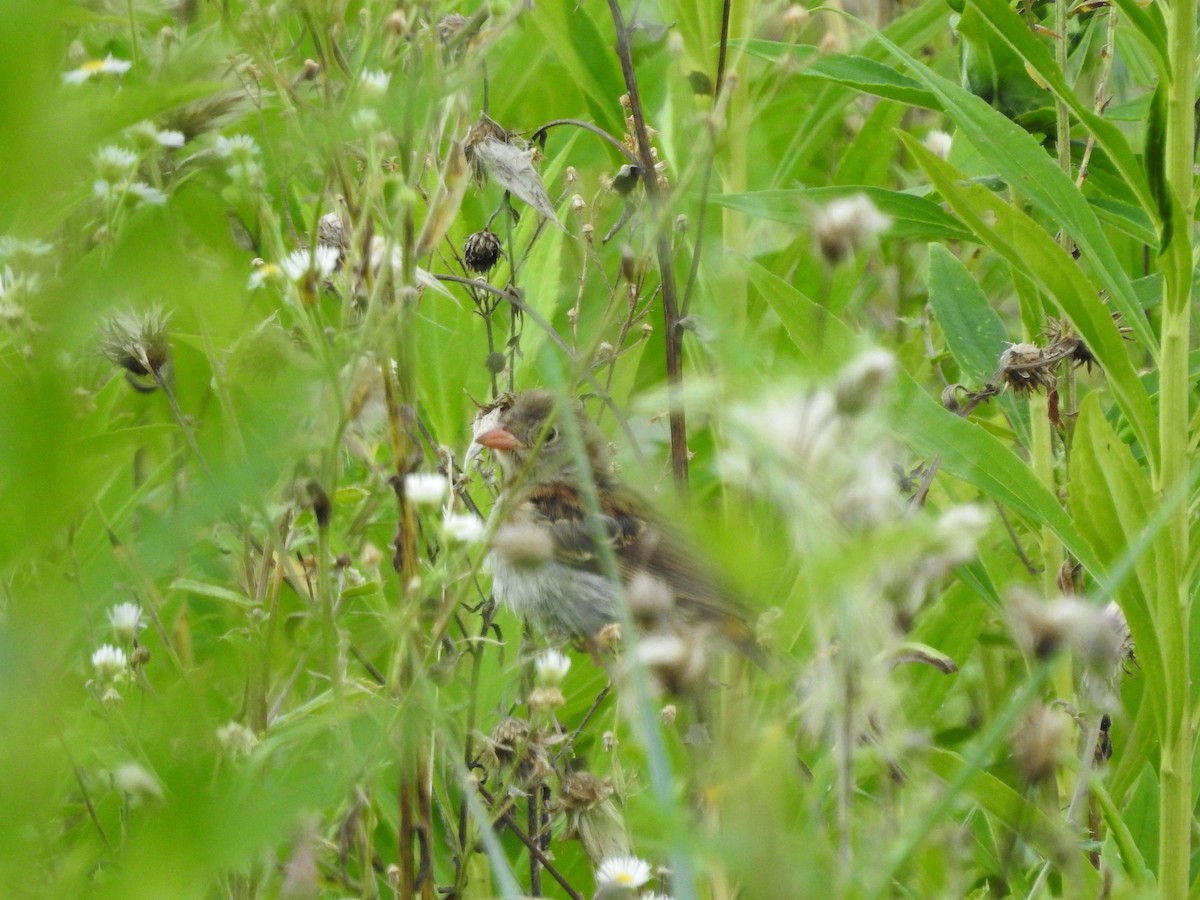 Field Sparrow - ML495750421