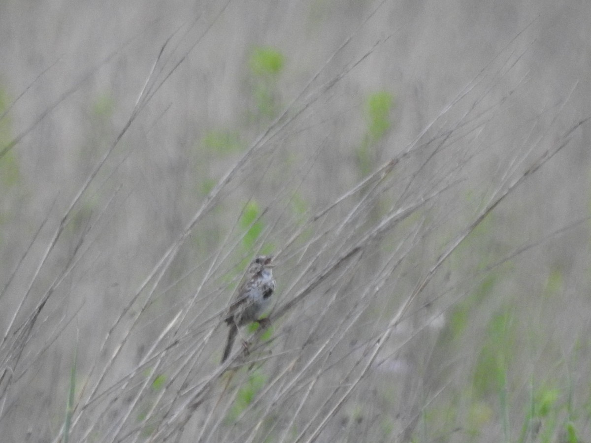 Song Sparrow - Isaiah Craft