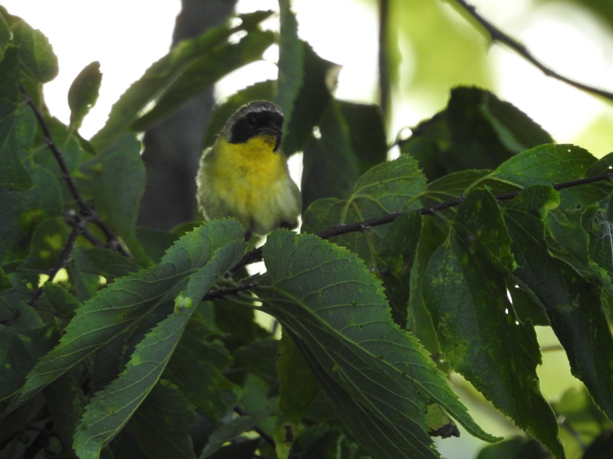 Common Yellowthroat - ML495750551