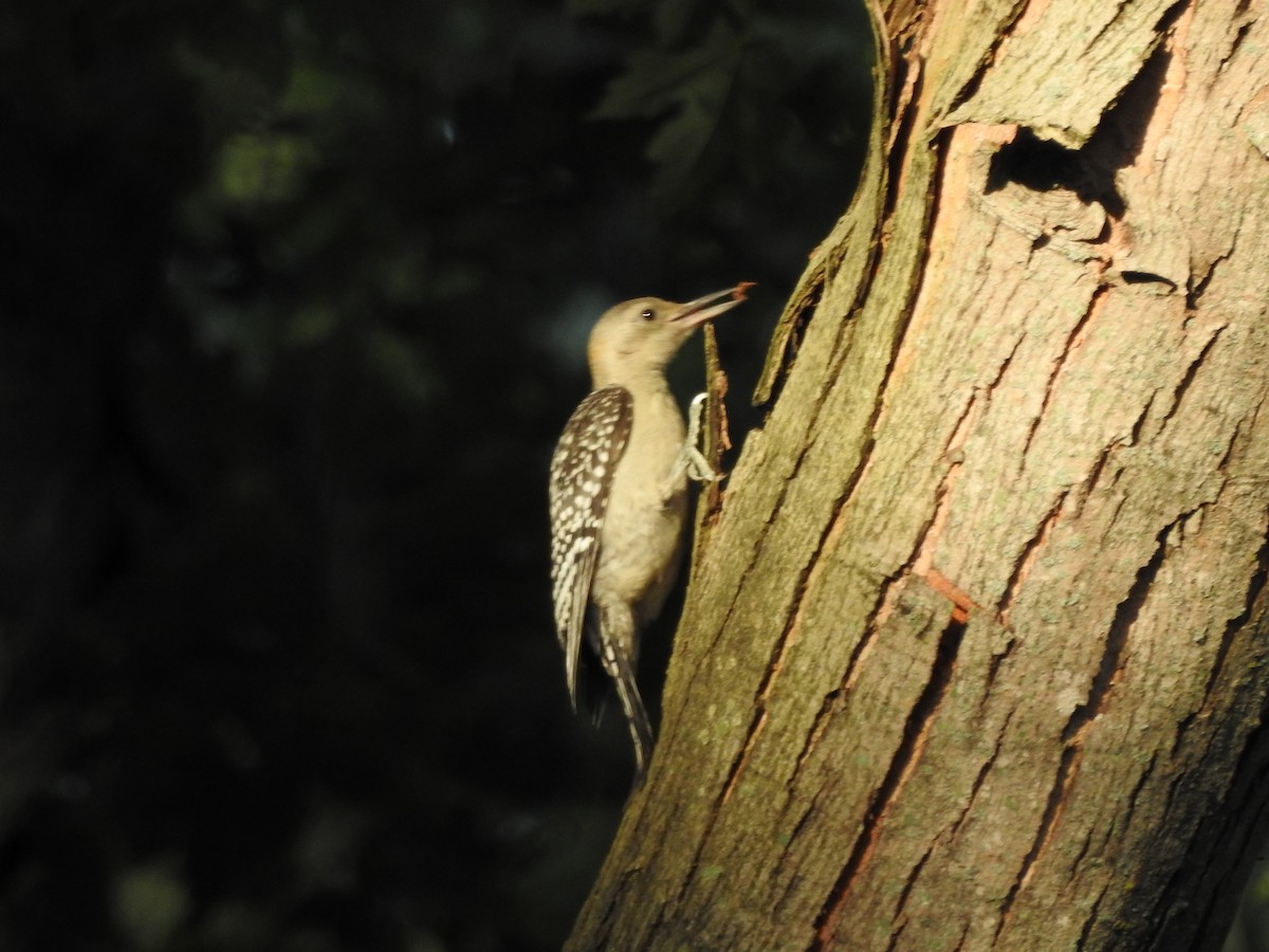 Red-bellied Woodpecker - ML495750791