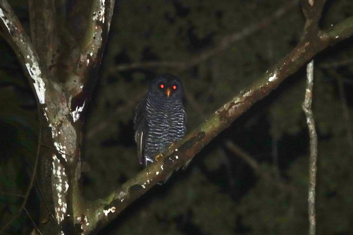 Black-banded Owl - ML495750841