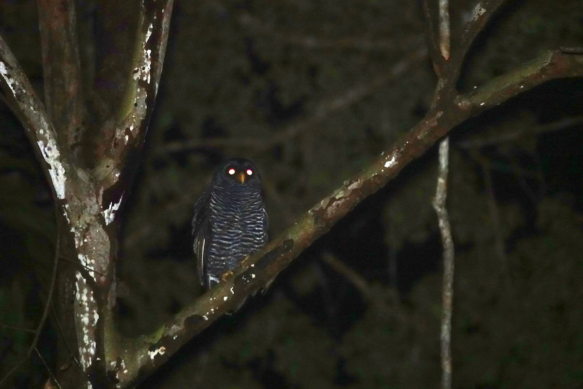 Black-banded Owl - ML495750851