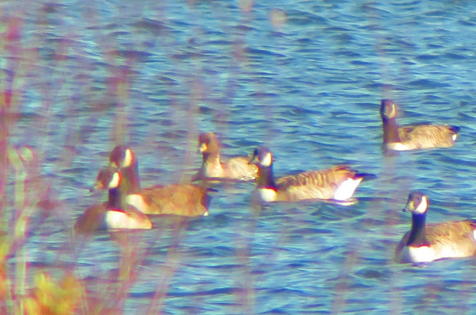 Pink-footed Goose - ML495751261