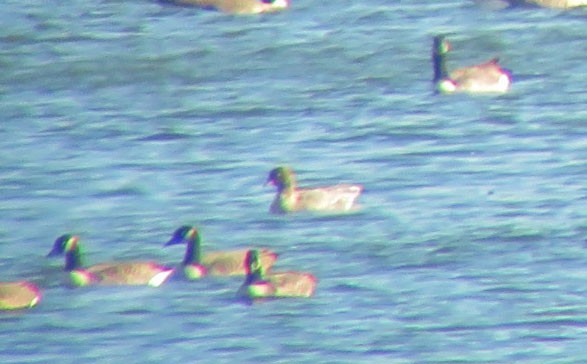 Pink-footed Goose - Bill Sheehan