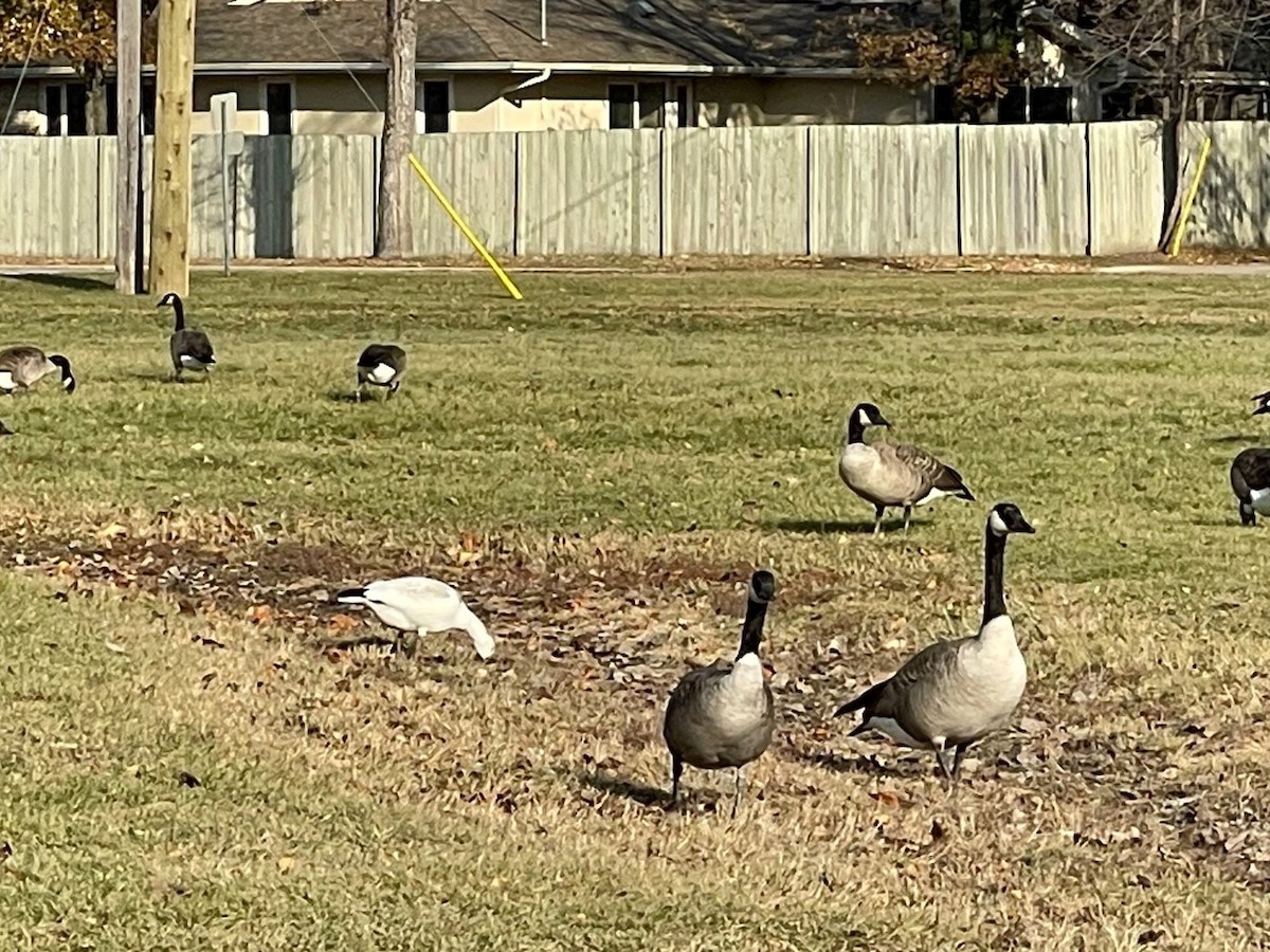 Ross's Goose - ML495751861