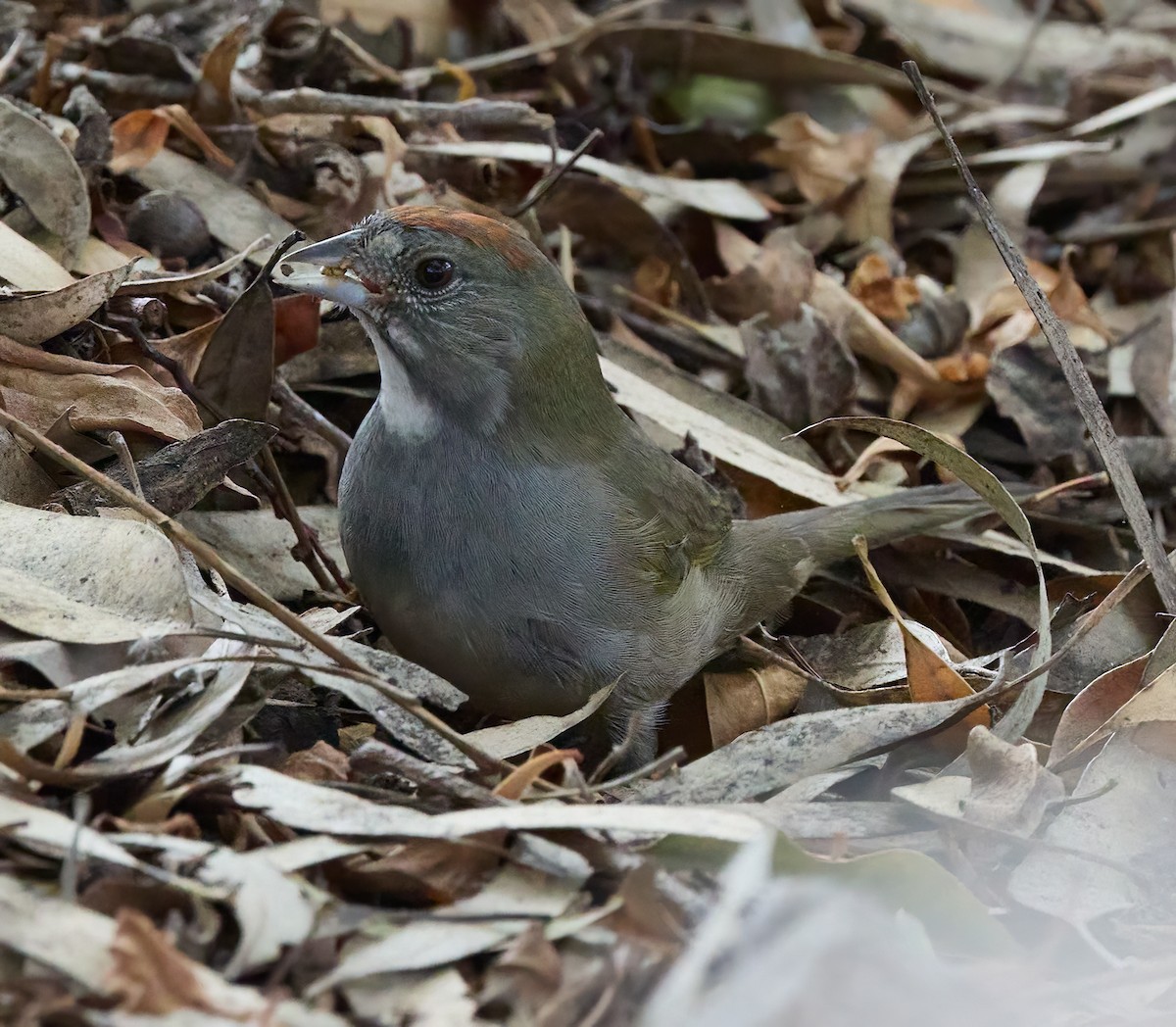 Green-tailed Towhee - ML495752391