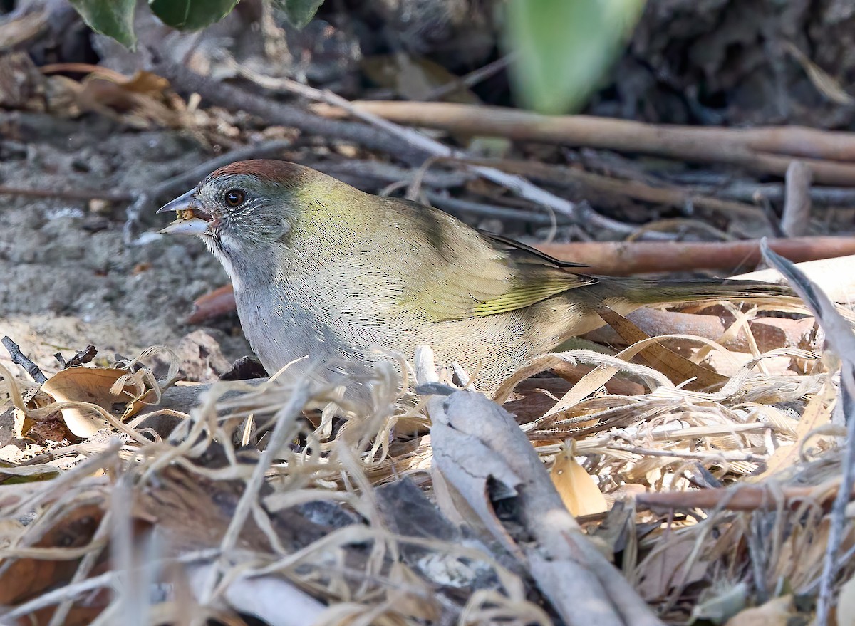 Green-tailed Towhee - ML495752401